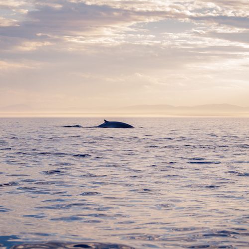 Les baleines du Saint-Laurent