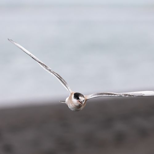Les oiseaux d'Islande